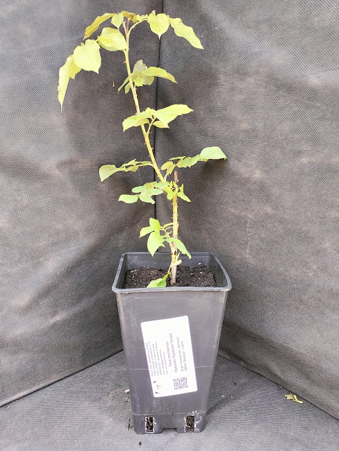 Роза плетистая Гримпан Кримсон Глори